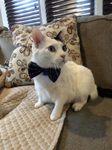 A small white cat with one black ear, wearing a black bow tie, sitting on a grey couch.
