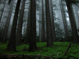 Grey tree trunks rise up from a plant-covered forest floor into misty fog.