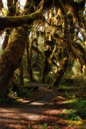 A sun-dappled path winds between massive trees hanging heavily with moss.