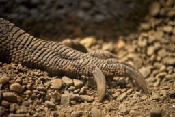 The tan scaled and clawed foot of a Komodo Dragon against the tan pebbled surface of the ground.