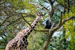 A giraffe munches on greens from a cloth bin hung high in a tree.