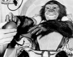 Ham the chimpanzee smiling and reaching for an apple being offered to him.