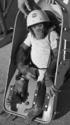 Ham the chimpanzee in a NASA hardhat and knit suit strapped into a plastic chair.