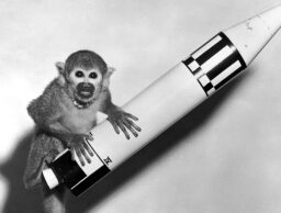 A squirrel monkey sits on top of a model of a Jupiter IRBM rocket.