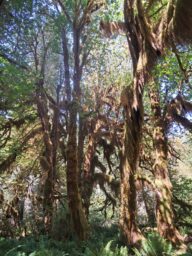 Moss-covered trees surrounded by ferns with sunlight streaming through the leaves above.